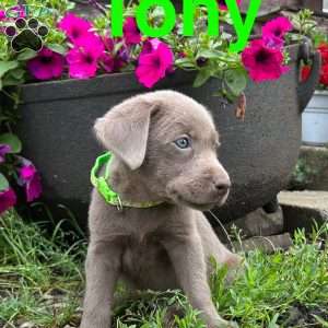 Tony, Silver Labrador Retriever Puppy