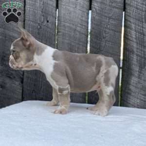 Bandit, French Bulldog Puppy