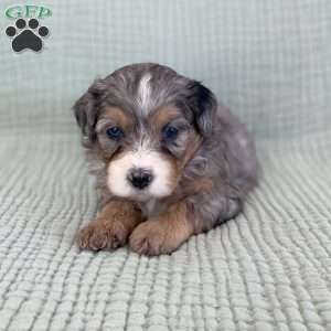 Annabel, Bernedoodle Puppy