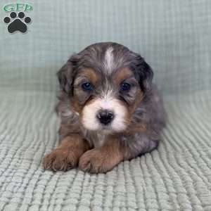 Annabel, Bernedoodle Puppy