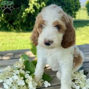 Peony, Goldendoodle Puppy
