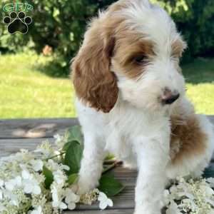 Peony, Goldendoodle Puppy