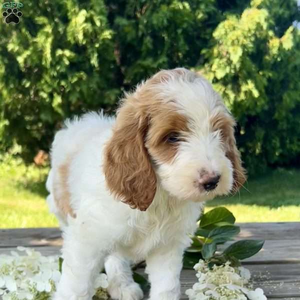 Peony, Goldendoodle Puppy