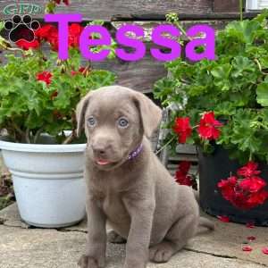 Tessa, Silver Labrador Retriever Puppy