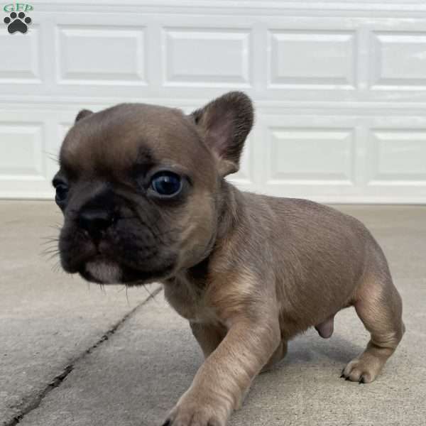 Augie, French Bulldog Puppy