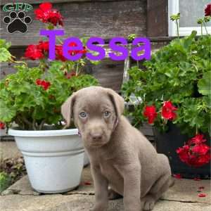 Tessa, Silver Labrador Retriever Puppy