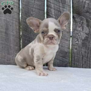 Bandit, French Bulldog Puppy