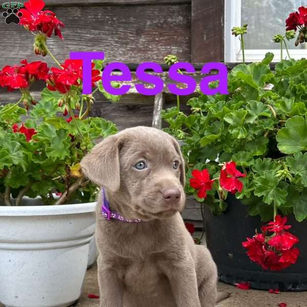 Tessa, Silver Labrador Retriever Puppy