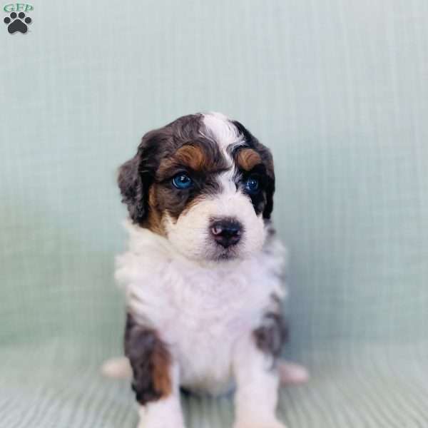 Angie, Bernedoodle Puppy