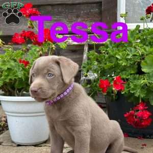 Tessa, Silver Labrador Retriever Puppy