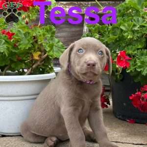 Tessa, Silver Labrador Retriever Puppy