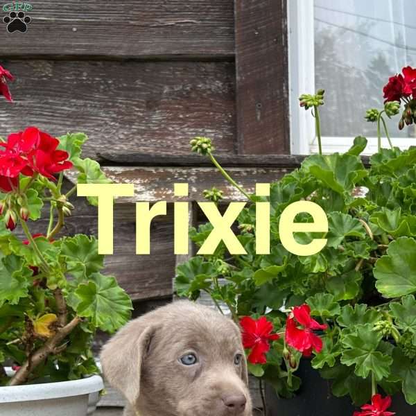 Trixie, Silver Labrador Retriever Puppy
