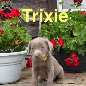 Trixie, Silver Labrador Retriever Puppy