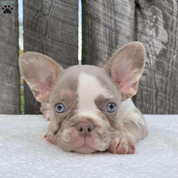 Bandit, French Bulldog Puppy
