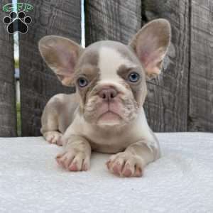 Bandit, French Bulldog Puppy