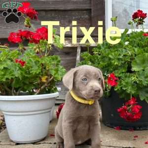 Trixie, Silver Labrador Retriever Puppy