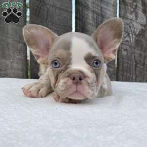 Bandit, French Bulldog Puppy