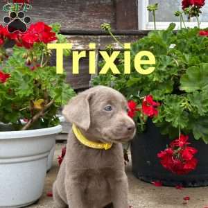 Trixie, Silver Labrador Retriever Puppy