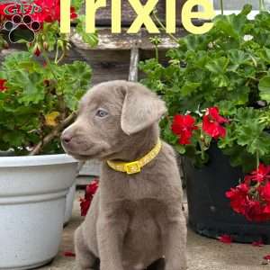 Trixie, Silver Labrador Retriever Puppy