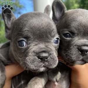 Pickle, French Bulldog Puppy