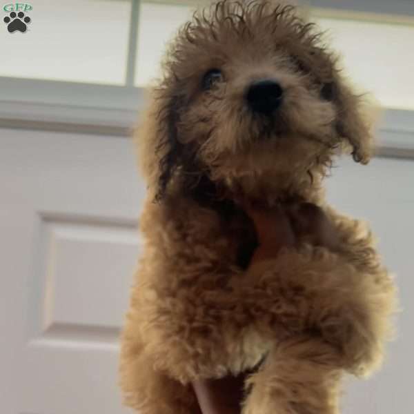 Alvin, Mini Labradoodle Puppy