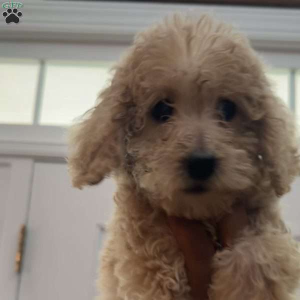 Eleanor, Mini Labradoodle Puppy