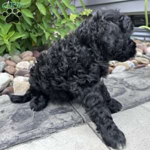 Bash, Portuguese Water Dog Puppy