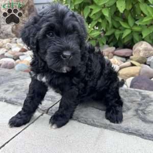 Bash, Portuguese Water Dog Puppy