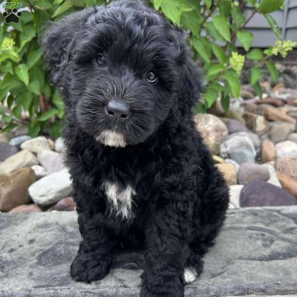 Hope, Portuguese Water Dog Puppy