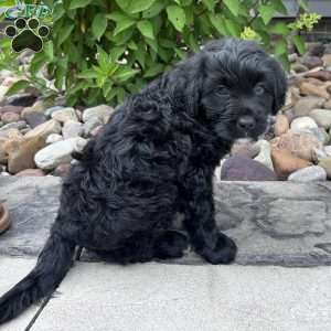 Ava, Portuguese Water Dog Puppy