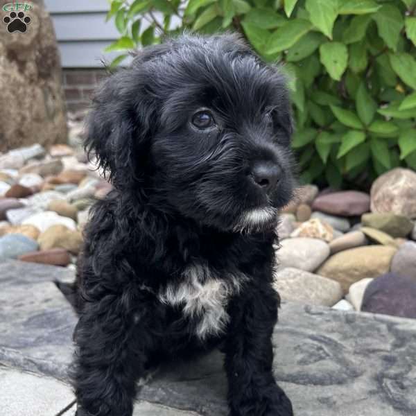 Ava, Portuguese Water Dog Puppy