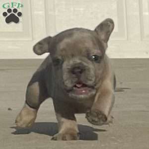 JJ, French Bulldog Puppy