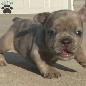 JJ, French Bulldog Puppy