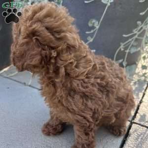 Axel, Toy Poodle Puppy