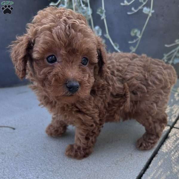 Axel, Toy Poodle Puppy