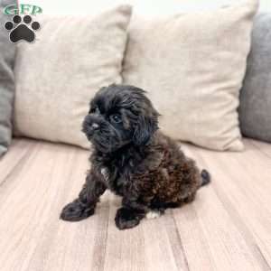 Lola, Shih-Poo Puppy