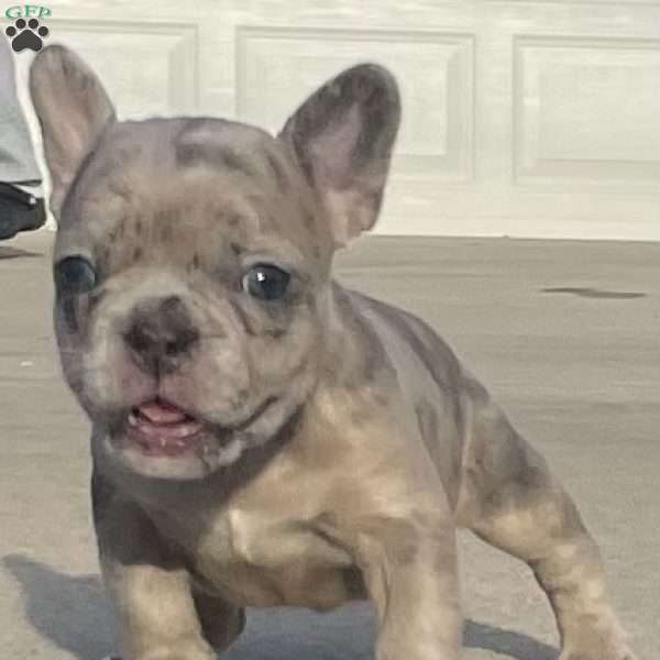 Gigi, French Bulldog Puppy