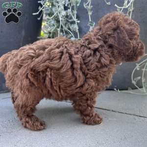 Axel, Toy Poodle Puppy