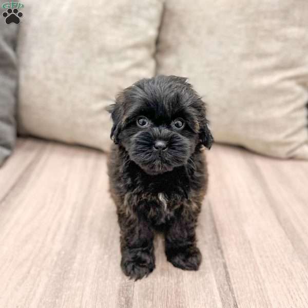 Lola, Shih-Poo Puppy