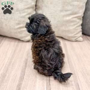 Lola, Shih-Poo Puppy