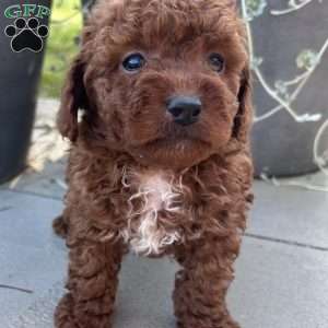 Duke, Toy Poodle Puppy