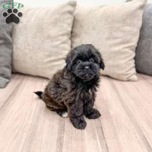 Lola, Shih-Poo Puppy