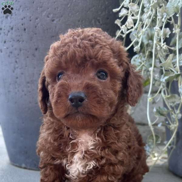 Duke, Toy Poodle Puppy