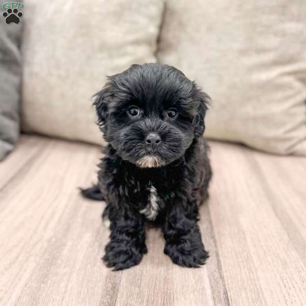 Leti, Shih-Poo Puppy