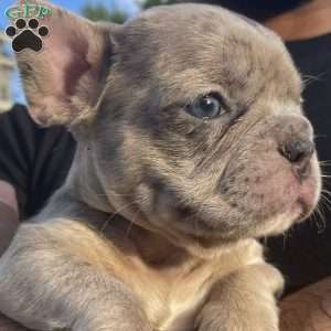 Gigi, French Bulldog Puppy