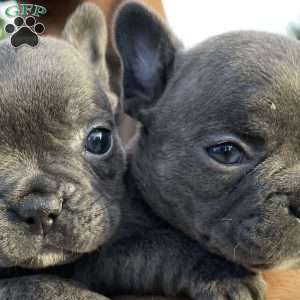 Branston, French Bulldog Puppy