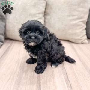 Leti, Shih-Poo Puppy