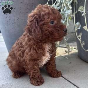 Duke, Toy Poodle Puppy