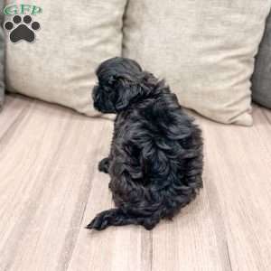Leti, Shih-Poo Puppy