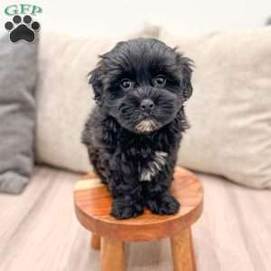 Leti, Shih-Poo Puppy